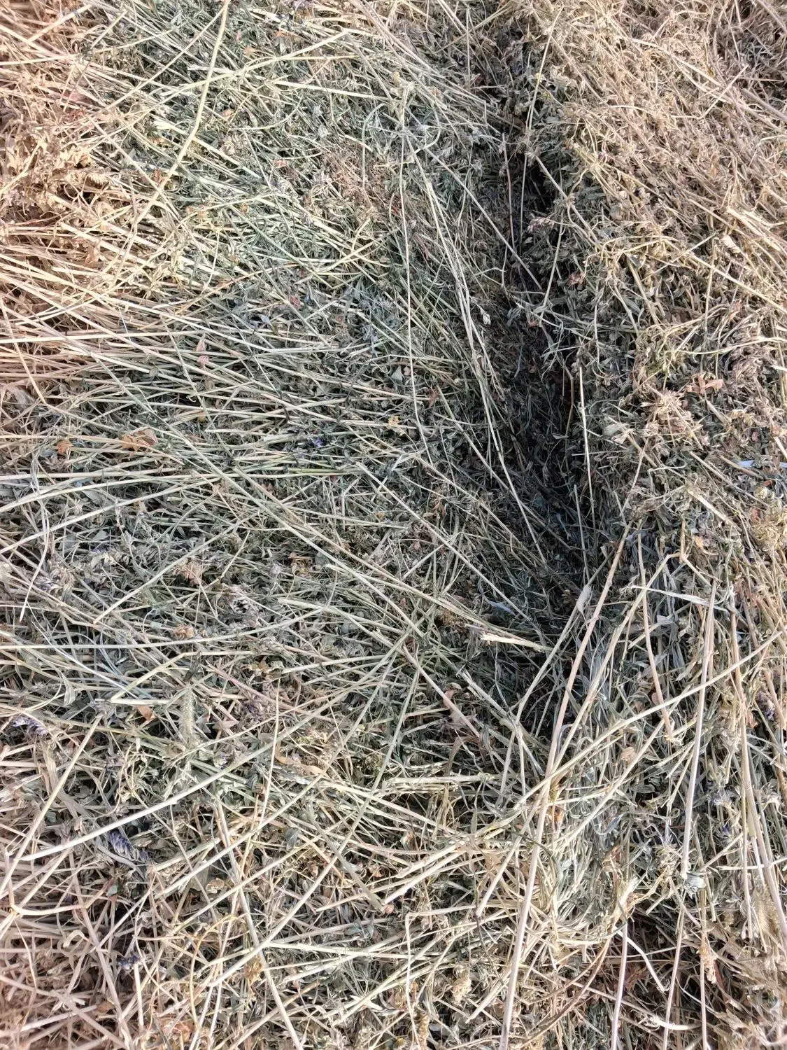 یونجه ۳۲۰۰۰۰۰ت|خدمات باغبانی و درختکاری|مشگین شهر, |دیوار