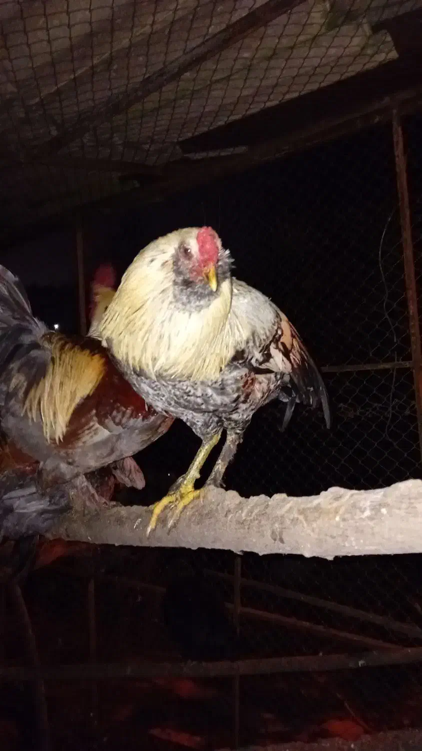 خروس محلی|حیوانات مزرعه|اطاقور, |دیوار