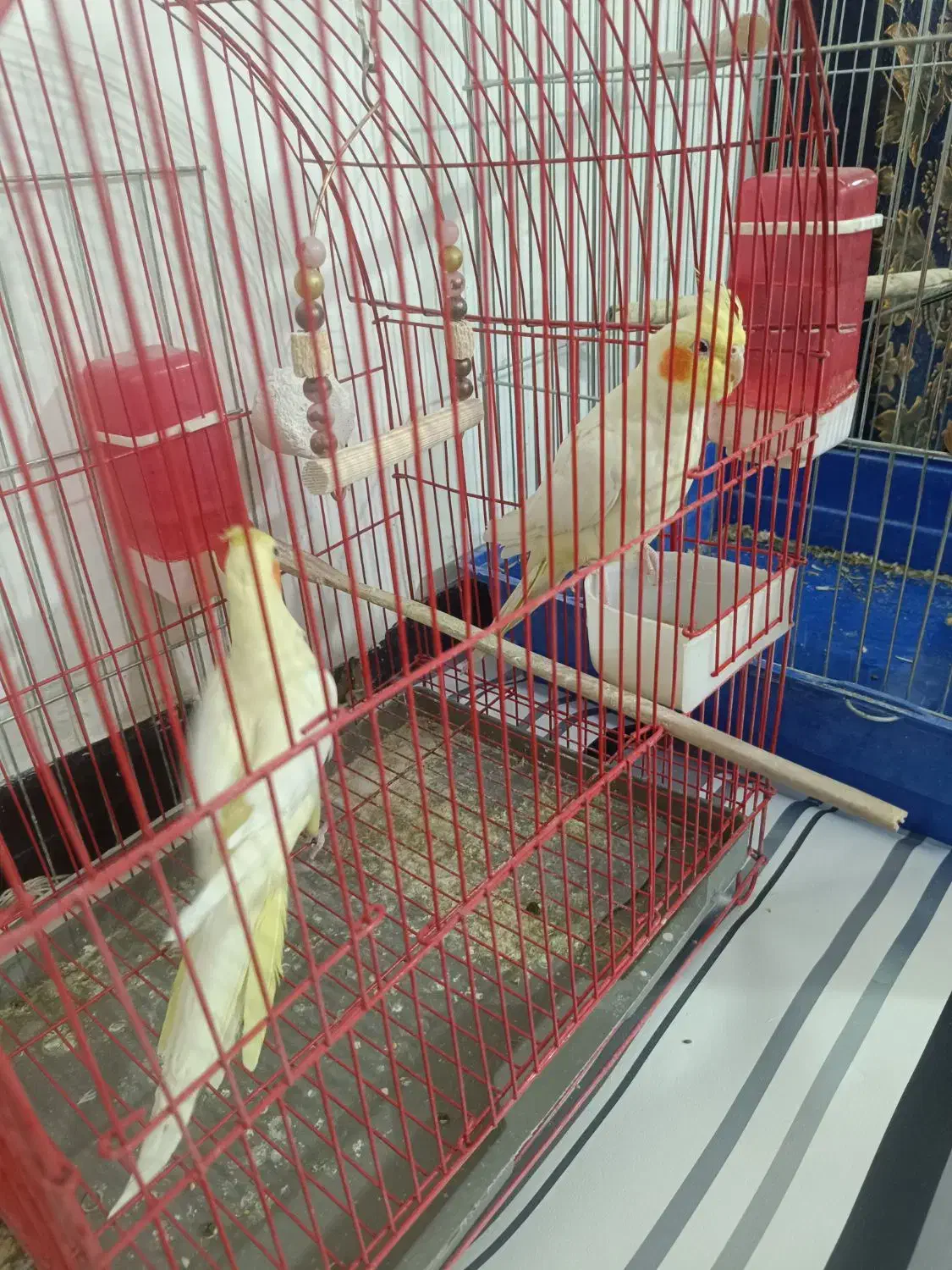 دوعدد عروس هلندی نر و ماده|پرنده|نورآباد, |دیوار