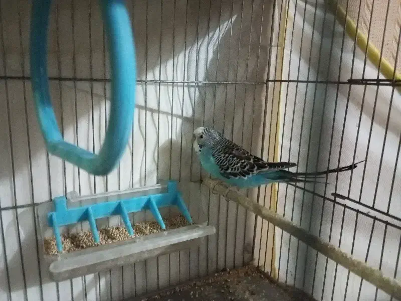 مرغ عشق|پرنده|بم, |دیوار