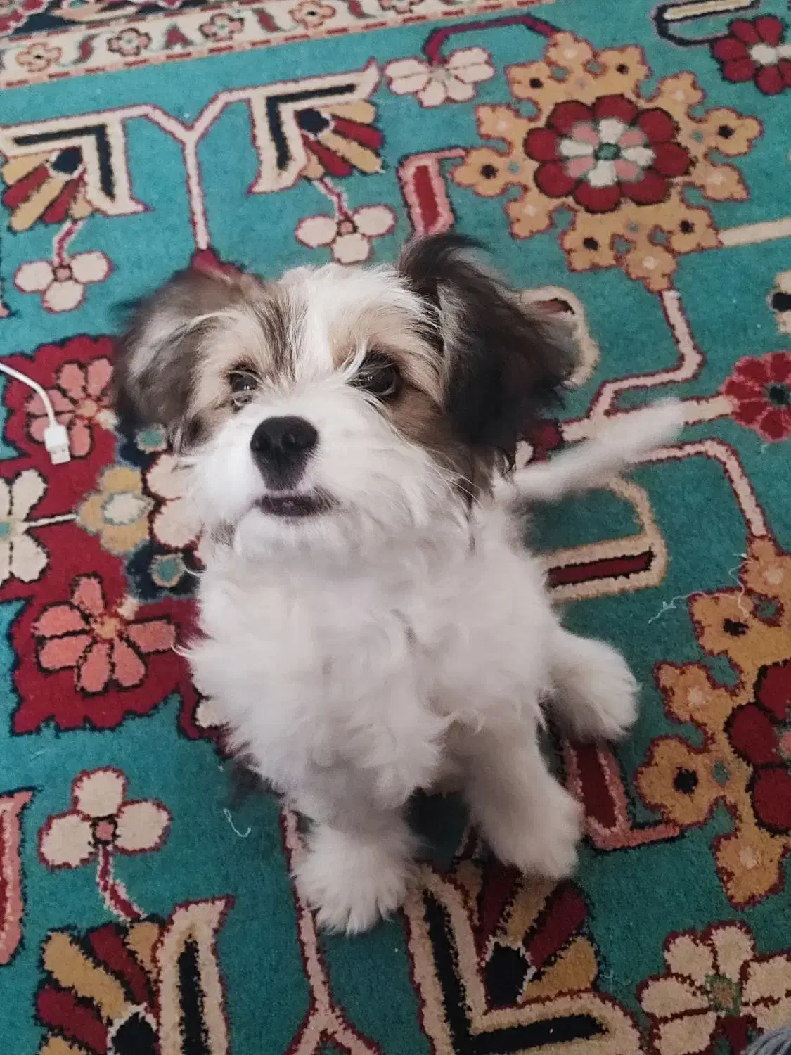 سگ بسیار باهوش و اروم|سگ|قزوین, |دیوار