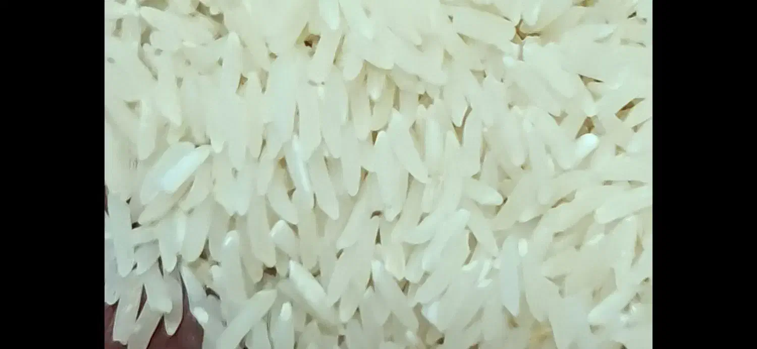 برنج فجر سوزنی تخت بوجار|خوردنی و آشامیدنی|گرگان, |دیوار