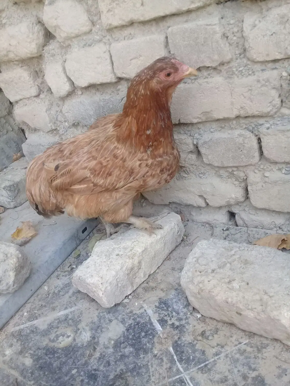 مرغ|حیوانات مزرعه|تنکمان, |دیوار