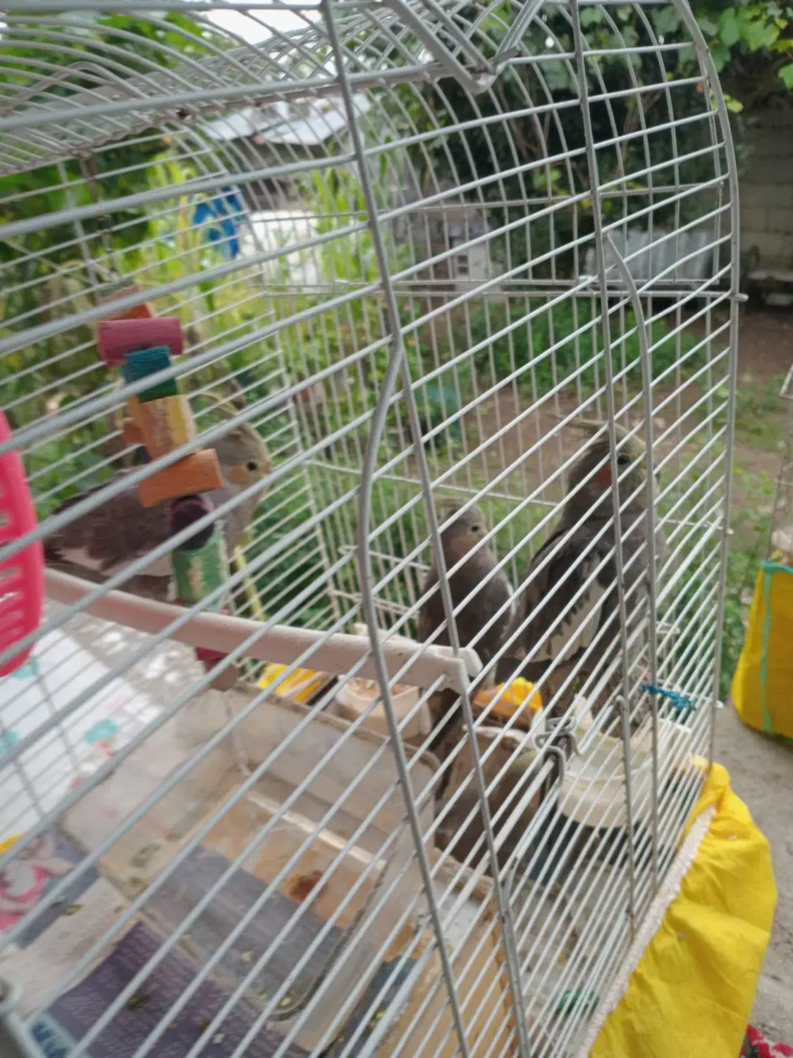 عروس هلندی جوان|پرنده|فومن, |دیوار