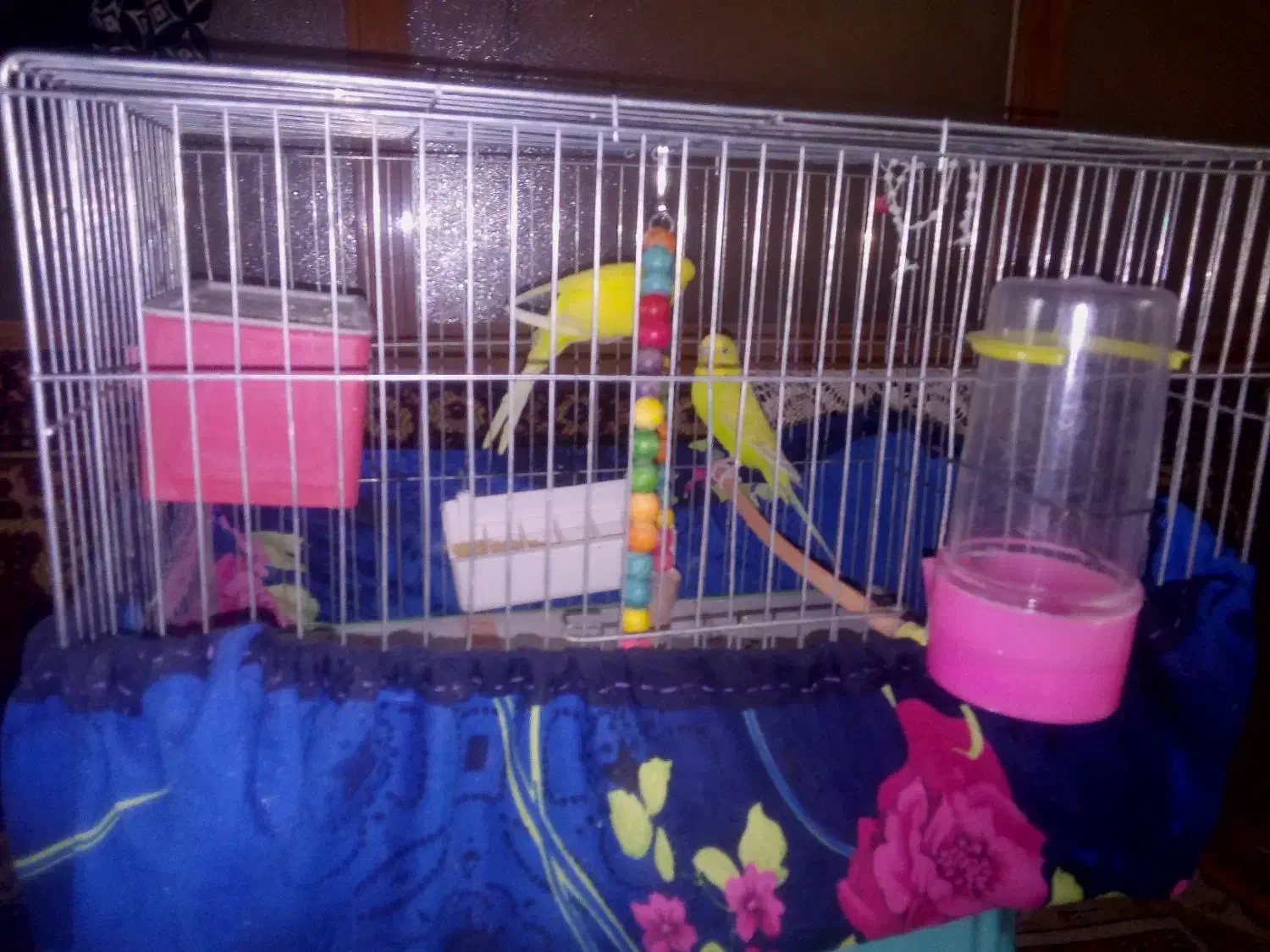 مرغ عشق نر و ماده|پرنده|سراب, |دیوار