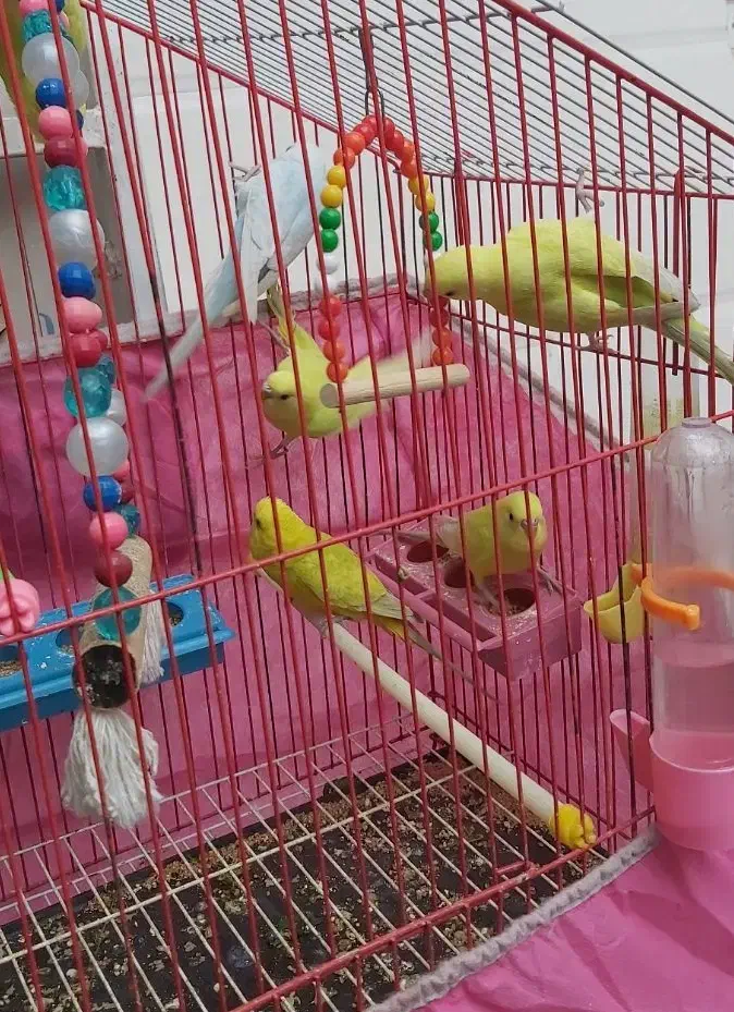 مرغ عشق ۲۰۰|پرنده|شوش, |دیوار