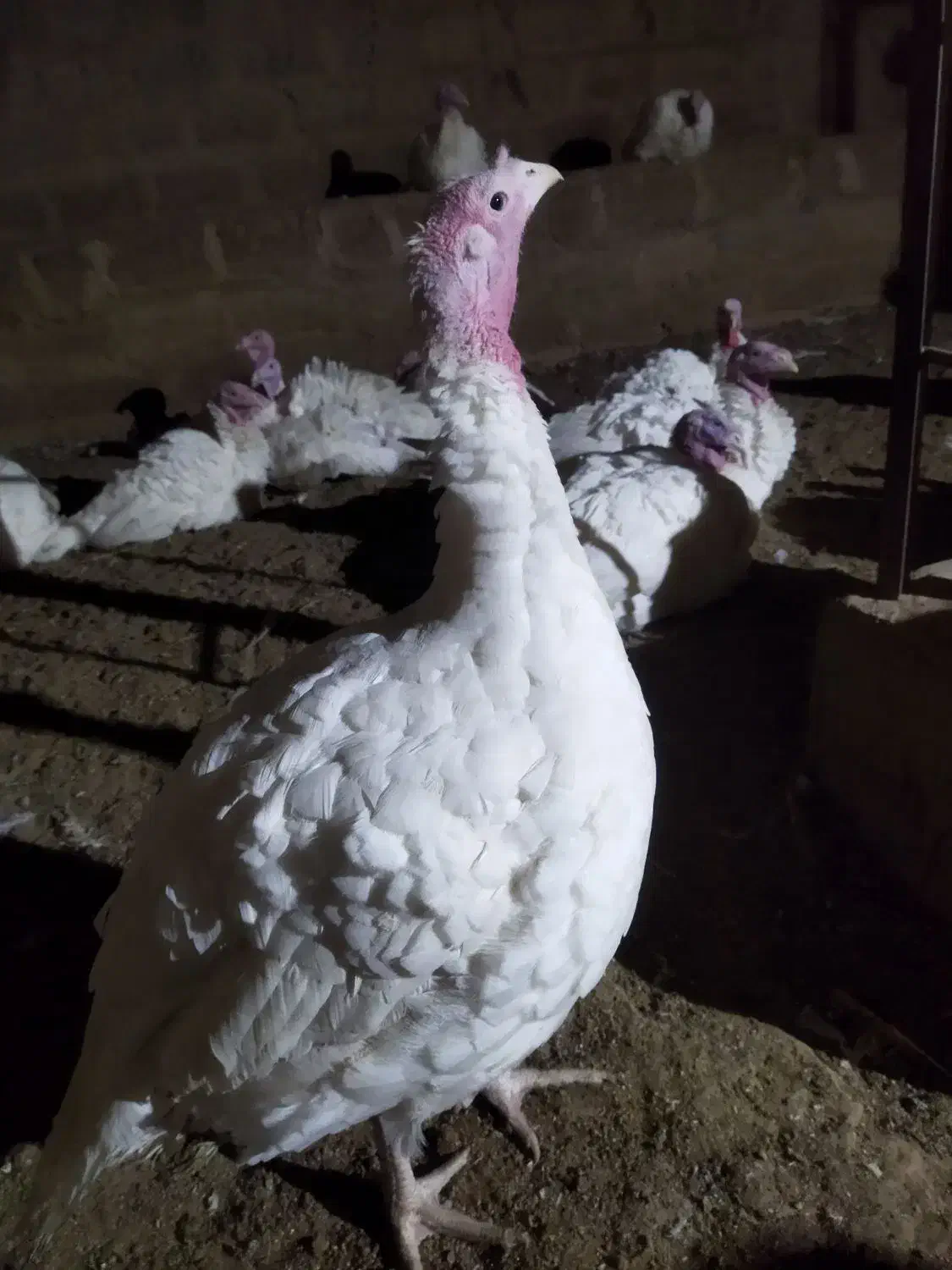 فروش بوقلمون محلی زنده یا کشتار|حیوانات مزرعه|آباده, |دیوار