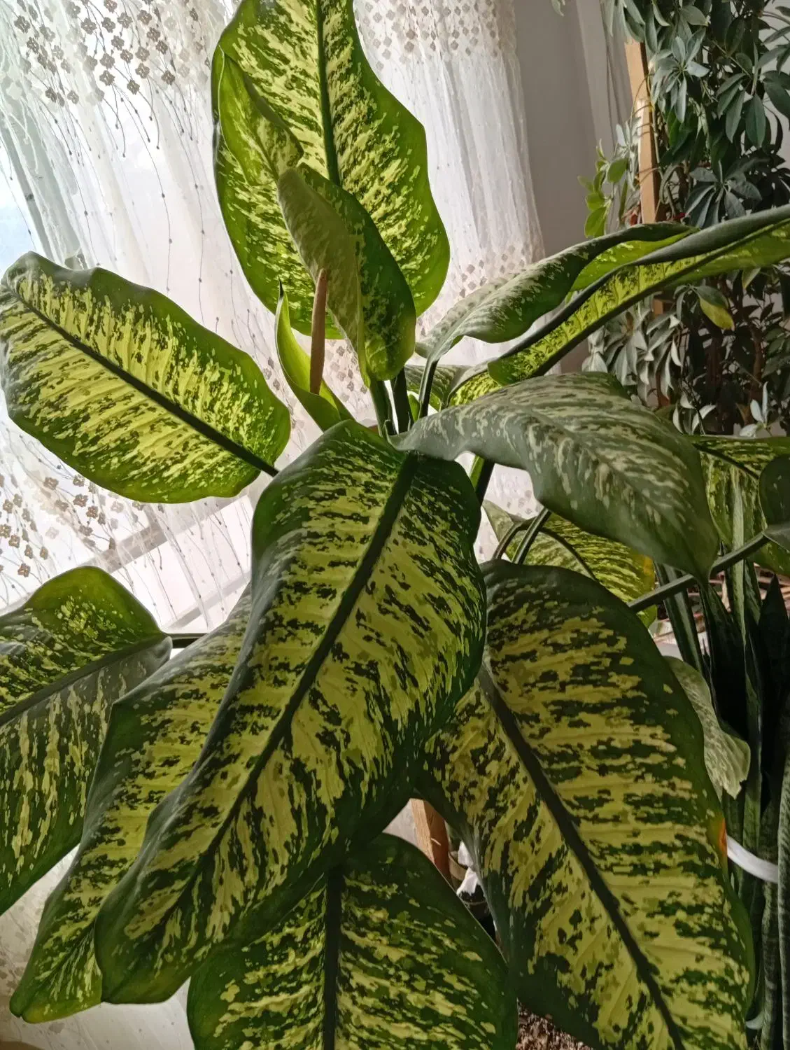 گل طبیعی|گل و گیاه طبیعی|نیشابور, دارایی|دیوار