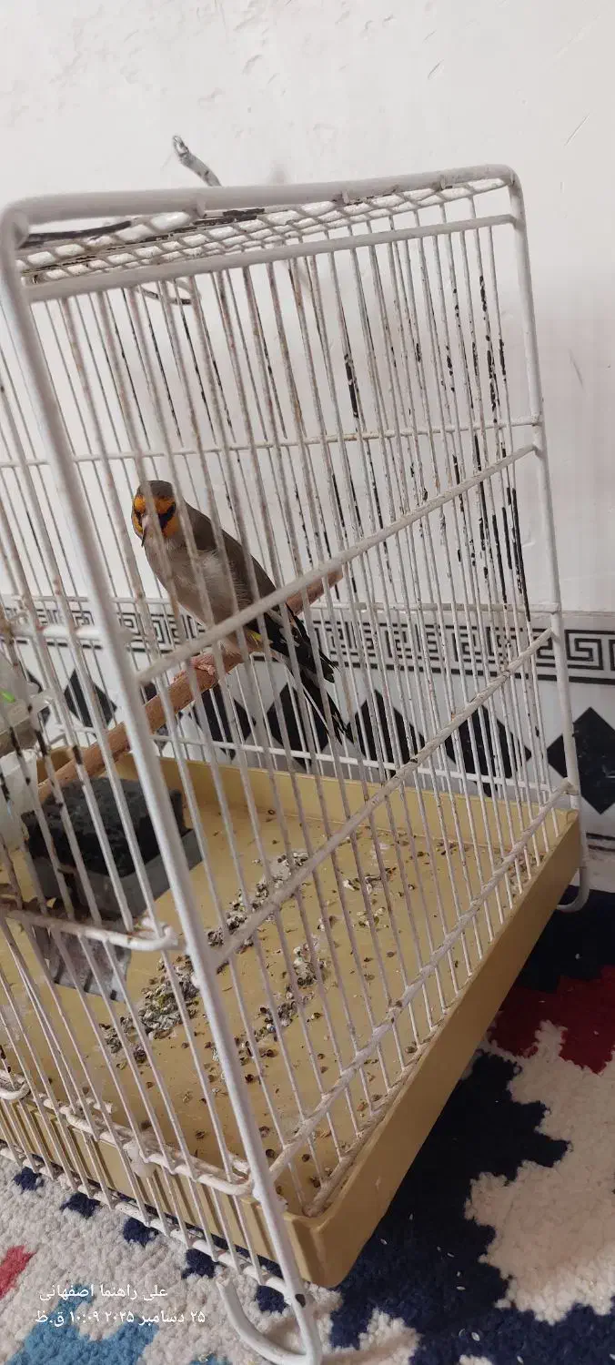 سهره|پرنده|آبادان, |دیوار