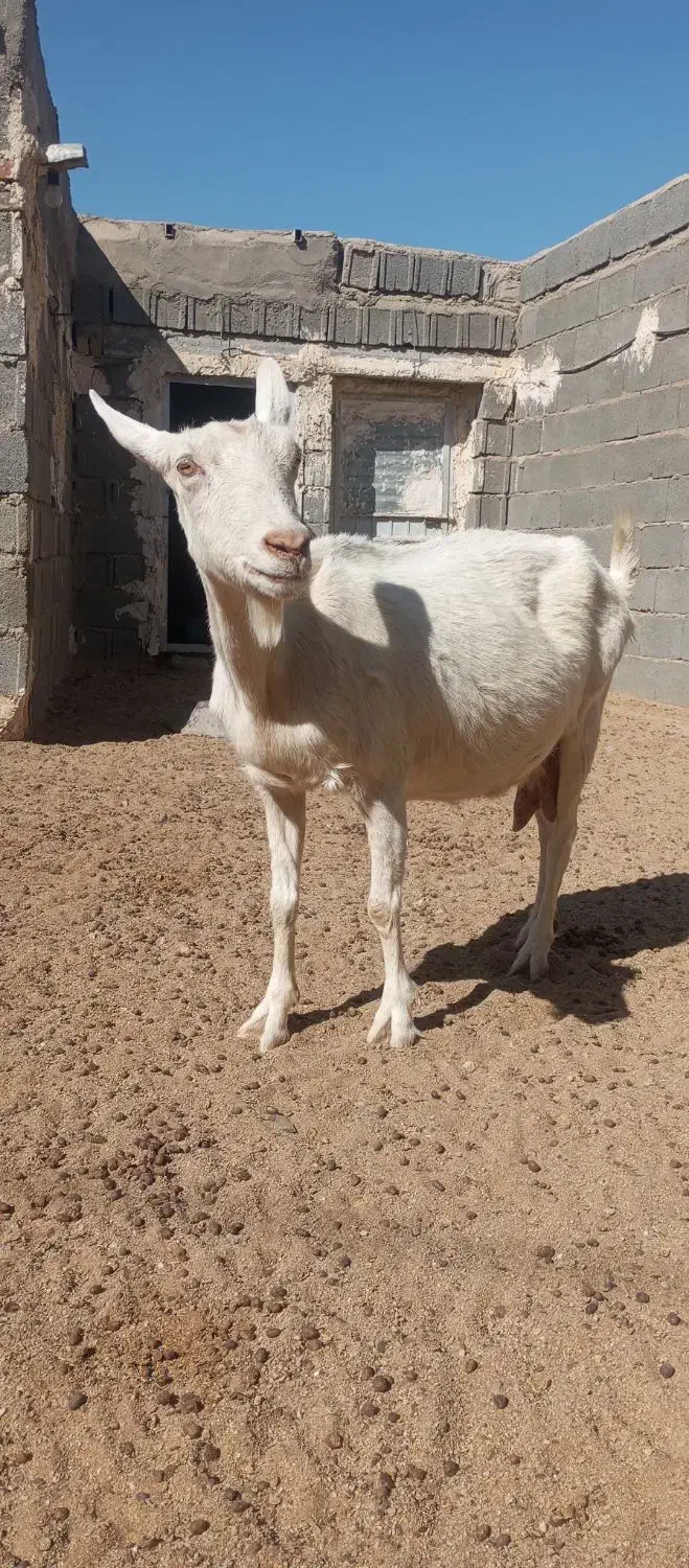 ماده سانن اصیل|حیوانات مزرعه|زاهدان, |دیوار