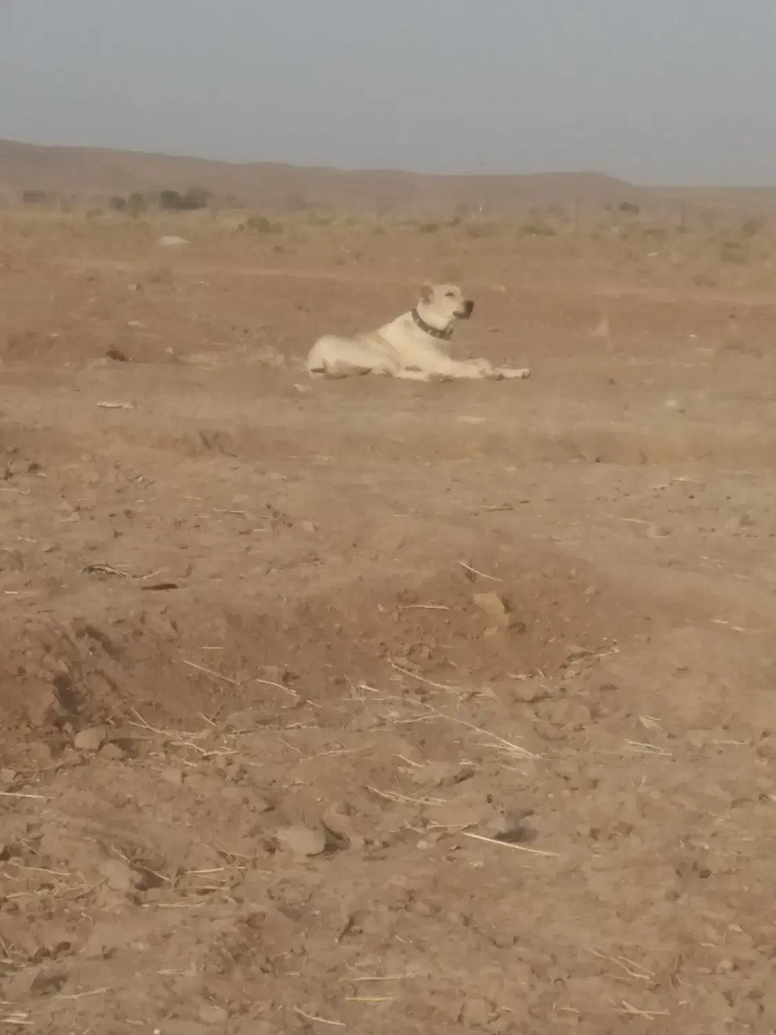 واگذاری ماده|سگ|تربتحیدریه, پایانه مسافربری تربت حیدریه|دیوار