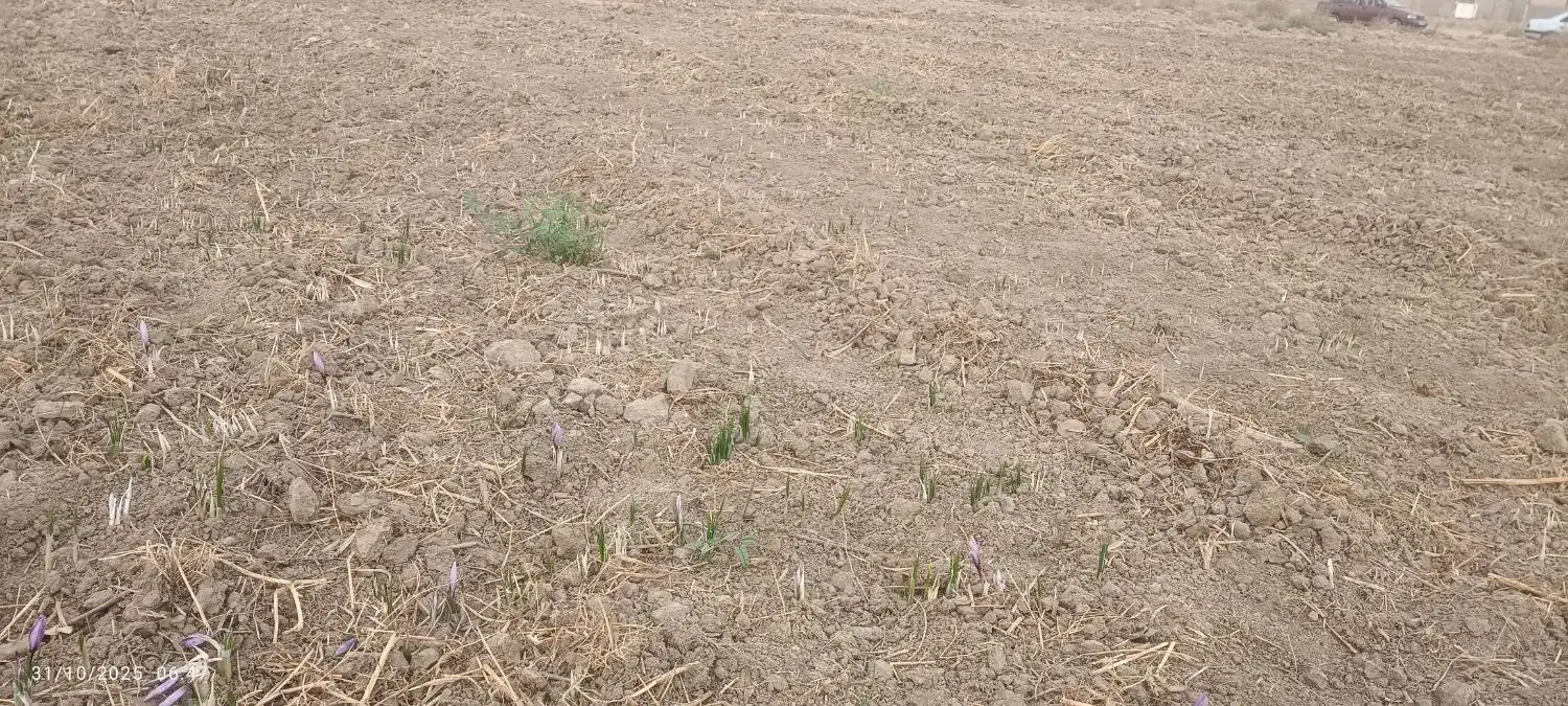 زمین بلوارتوس .زمین زعفران.|فروش زمین و ملک کلنگی|مشهد, شهید بصیر|دیوار