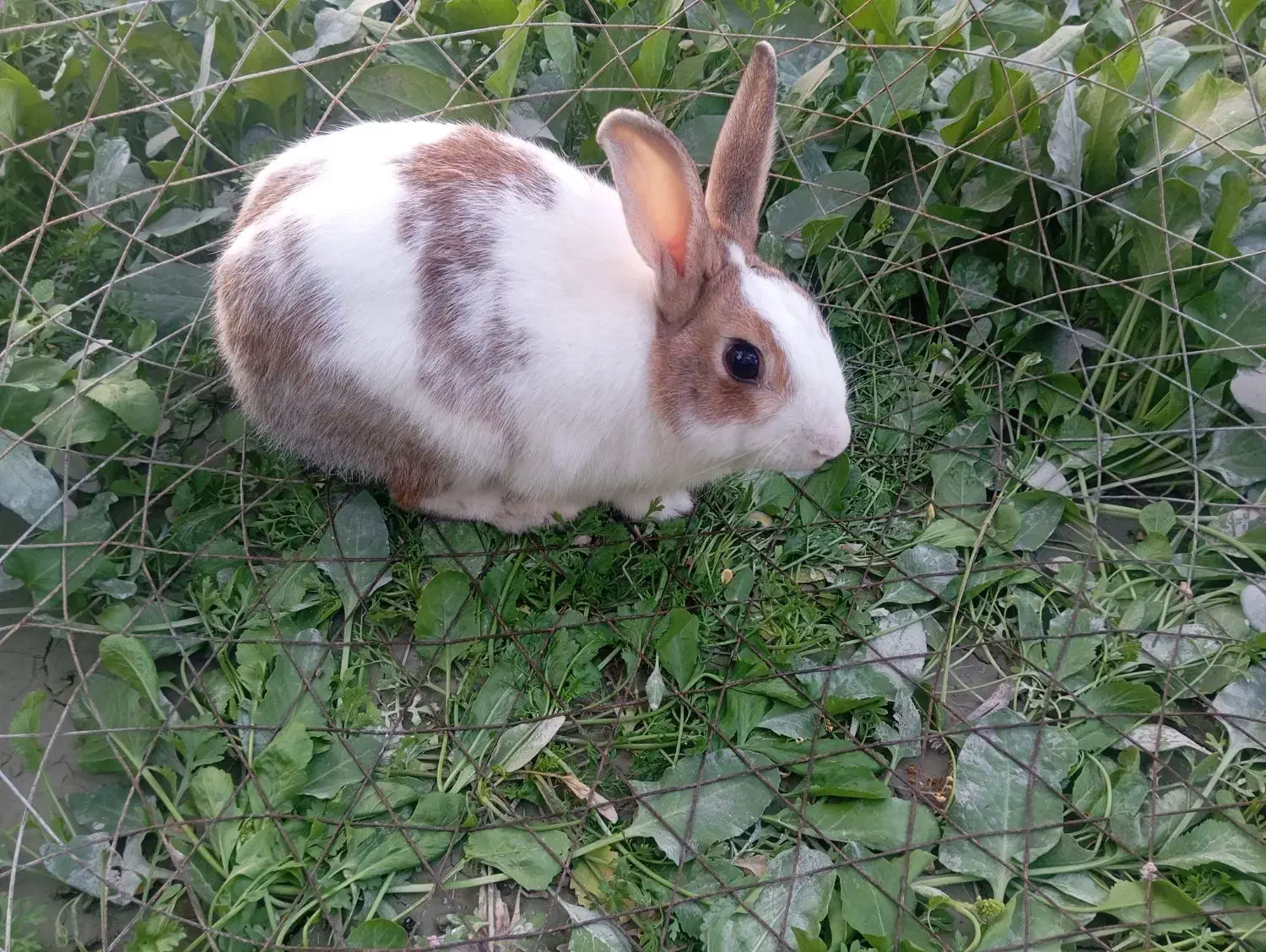 خرگوش نر|موش و خرگوش|درگهان, |دیوار