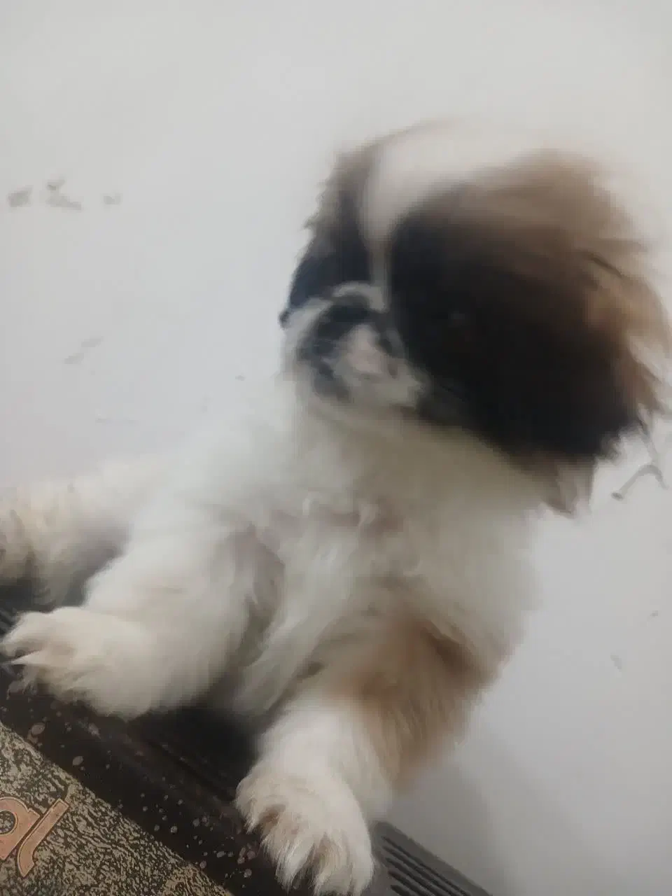 سگ پاکوتاه سایز کوچک|سگ|کاشان, امیرکبیر|دیوار