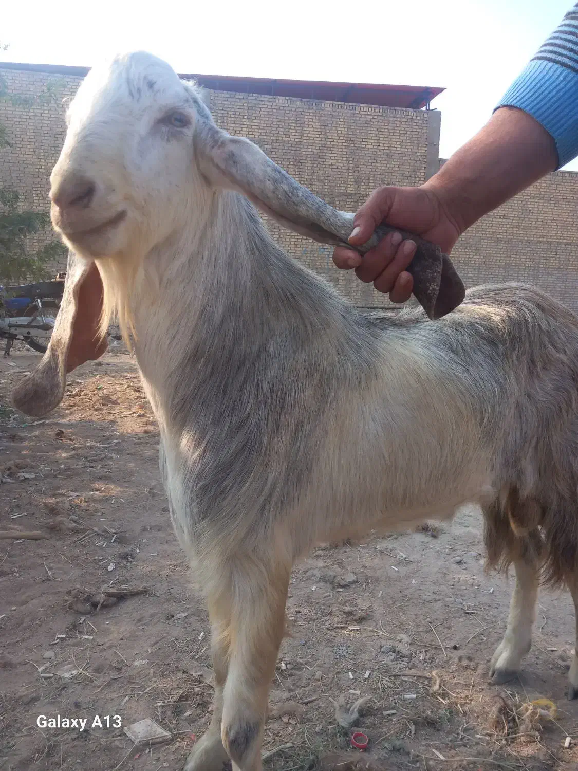 بز نر برای قصابی و برای داشتن|حیوانات مزرعه|شادگان, |دیوار