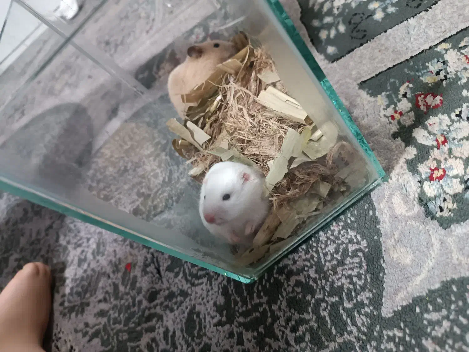 همسترحیوان خانگی|موش و خرگوش|مشهد, شیرحصار|دیوار