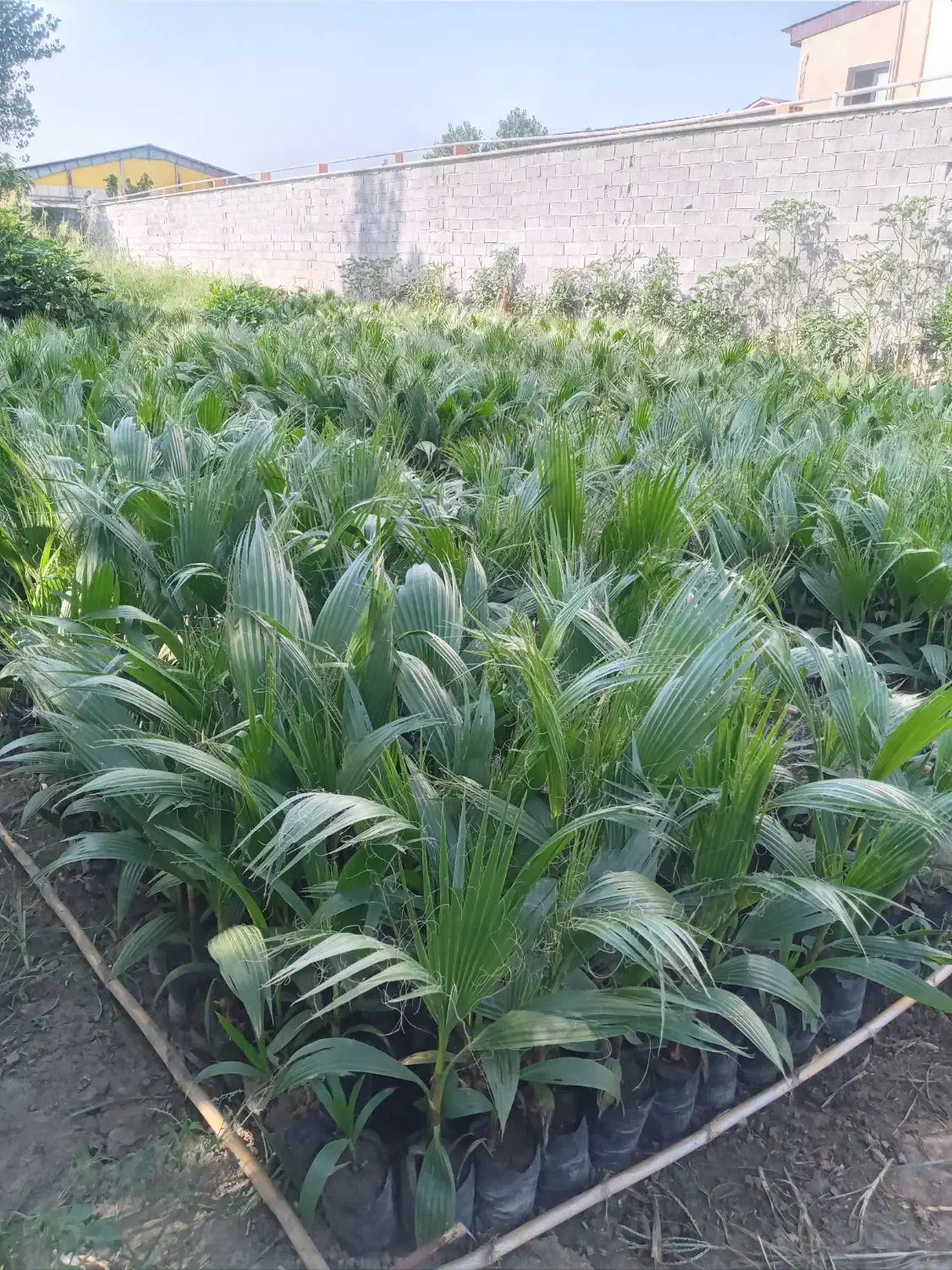 فروش نهال پالم وفونیکس|گل و گیاه طبیعی|آمل, |دیوار