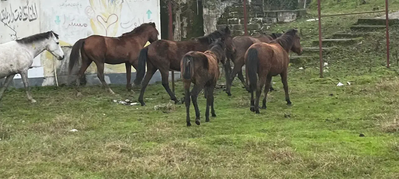 اسب|اسب و تجهیزات اسبسواری|رضوانشهر, |دیوار