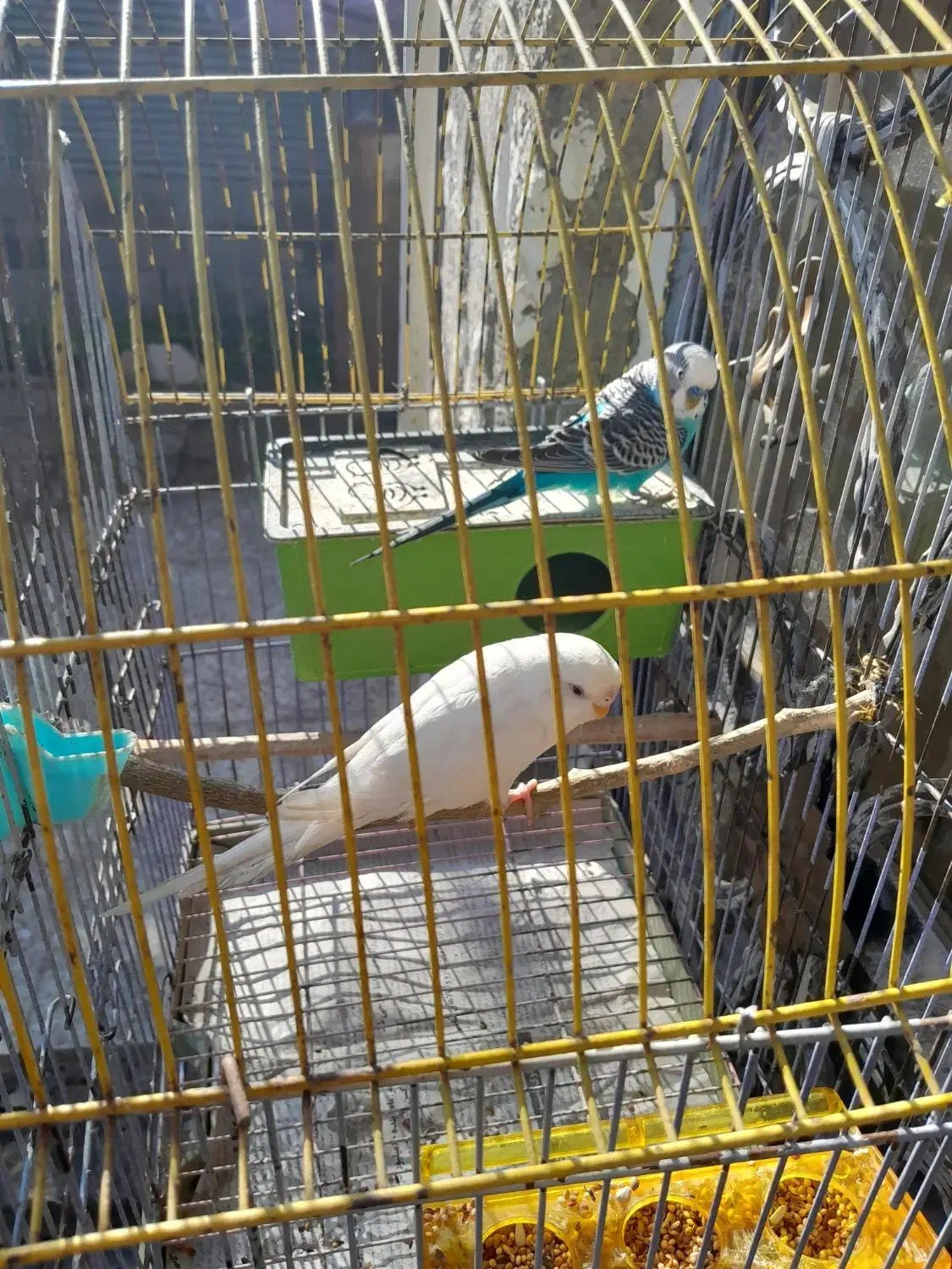 مرغ عشق با قفس و لوازم کامل|پرنده|رودسر, |دیوار