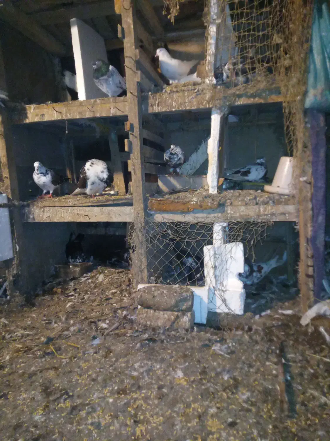 کبوتر پرشی|پرنده|کوچصفهان, |دیوار