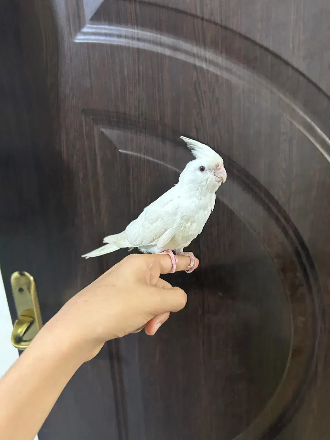 عروس هلندی البینو دستی چلوندنی|پرنده|شوش, |دیوار