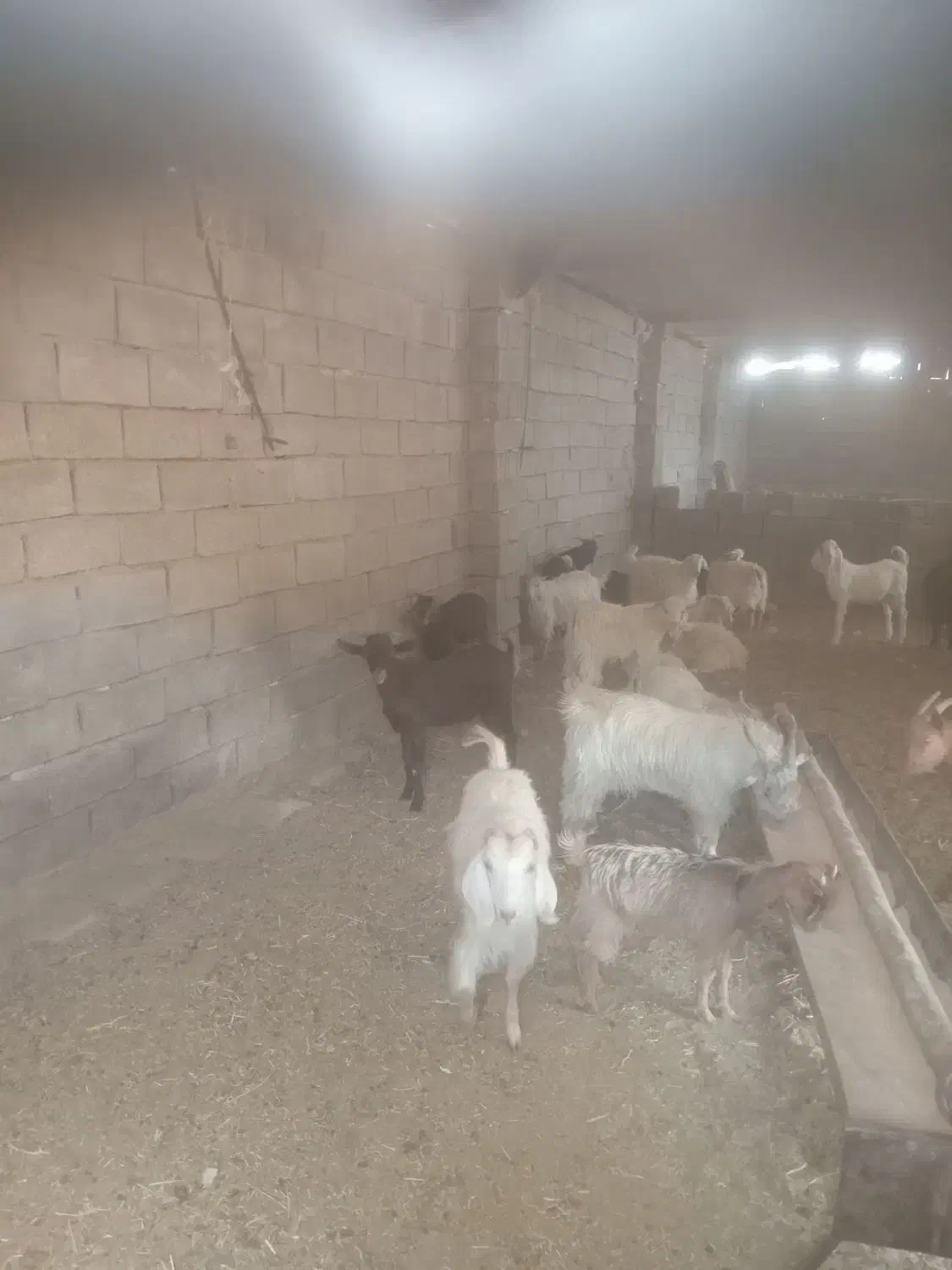 کره گوشتی|حیوانات مزرعه|شهر بابک, |دیوار