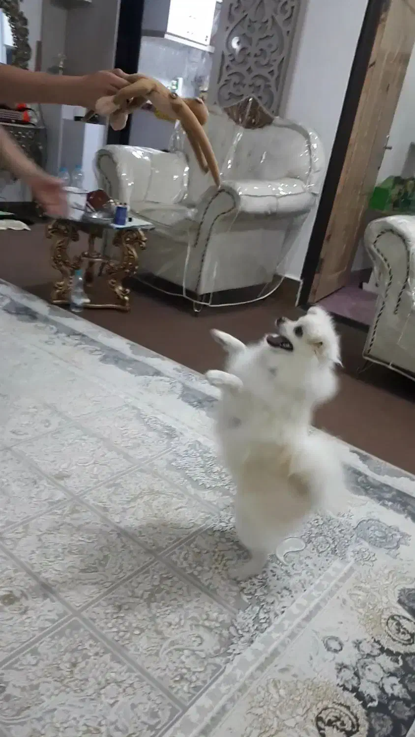 پامرانین کوچولو|سگ|پارسآباد, |دیوار