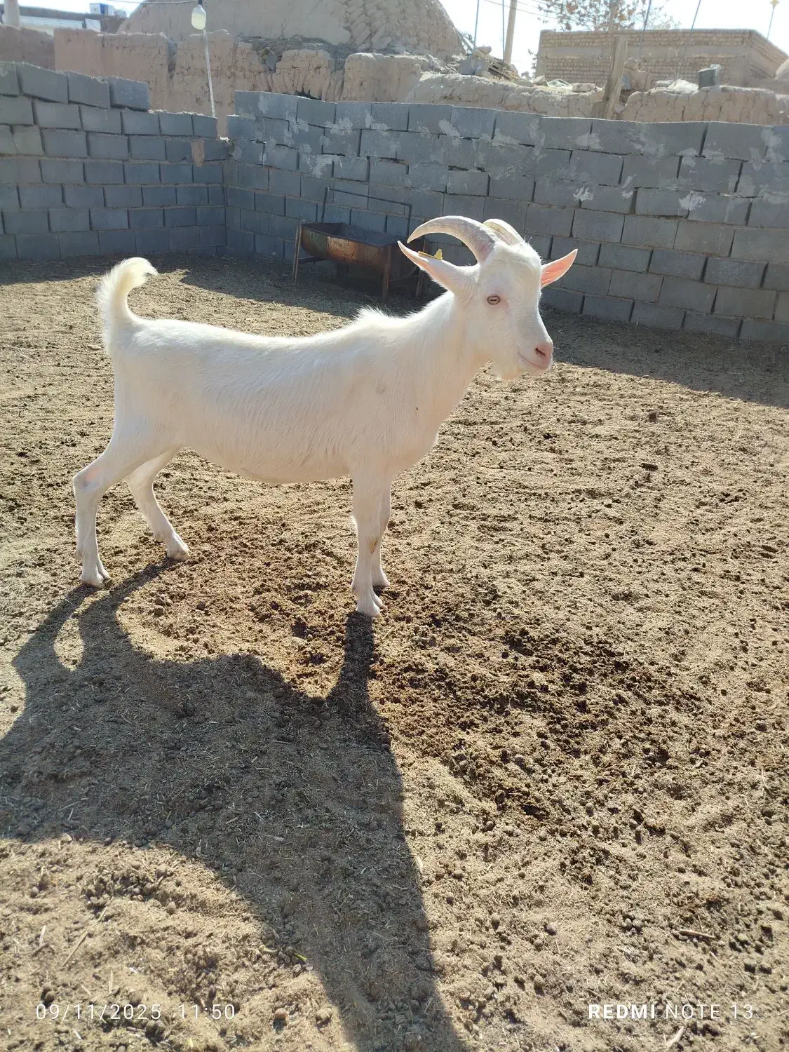 فروش بزغاله سانن اصل،بره ماده|حیوانات مزرعه|امیرآباد, |دیوار