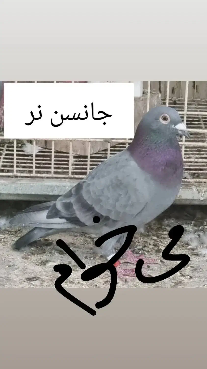 نر جانسن خالص|پرنده|اهواز, آریاشهر|دیوار