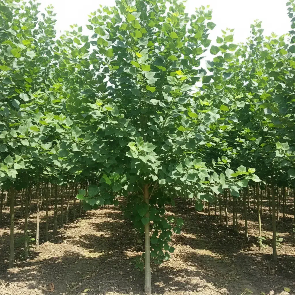 نهال صنوبر با ریشه سالم و آماده کاشت|خدمات باغبانی و درختکاری|خلخال, |دیوار