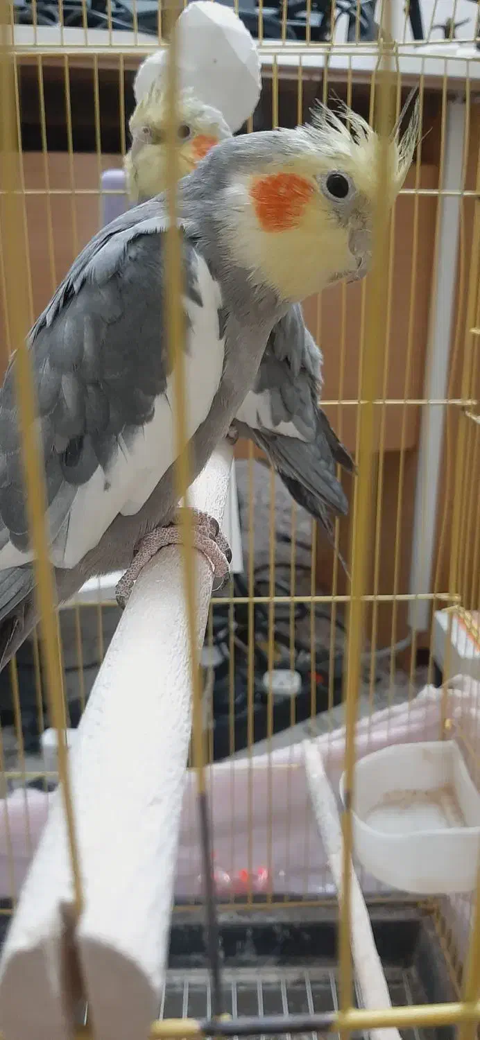 عروس هلندی|پرنده|ری, سیزده آبان|دیوار