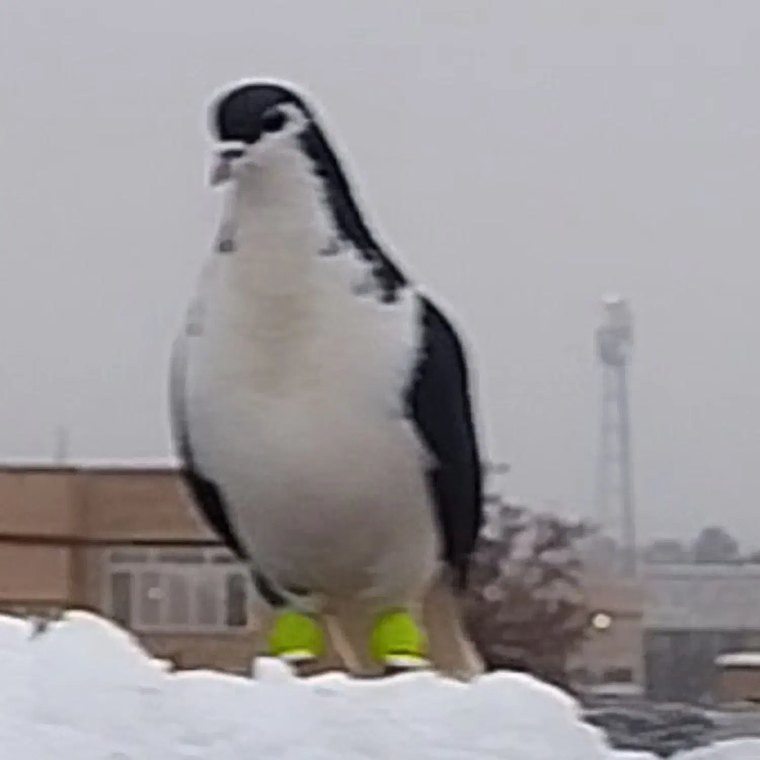 ساده سیا گمشده از دیروز|حیوانات|چناران, |دیوار