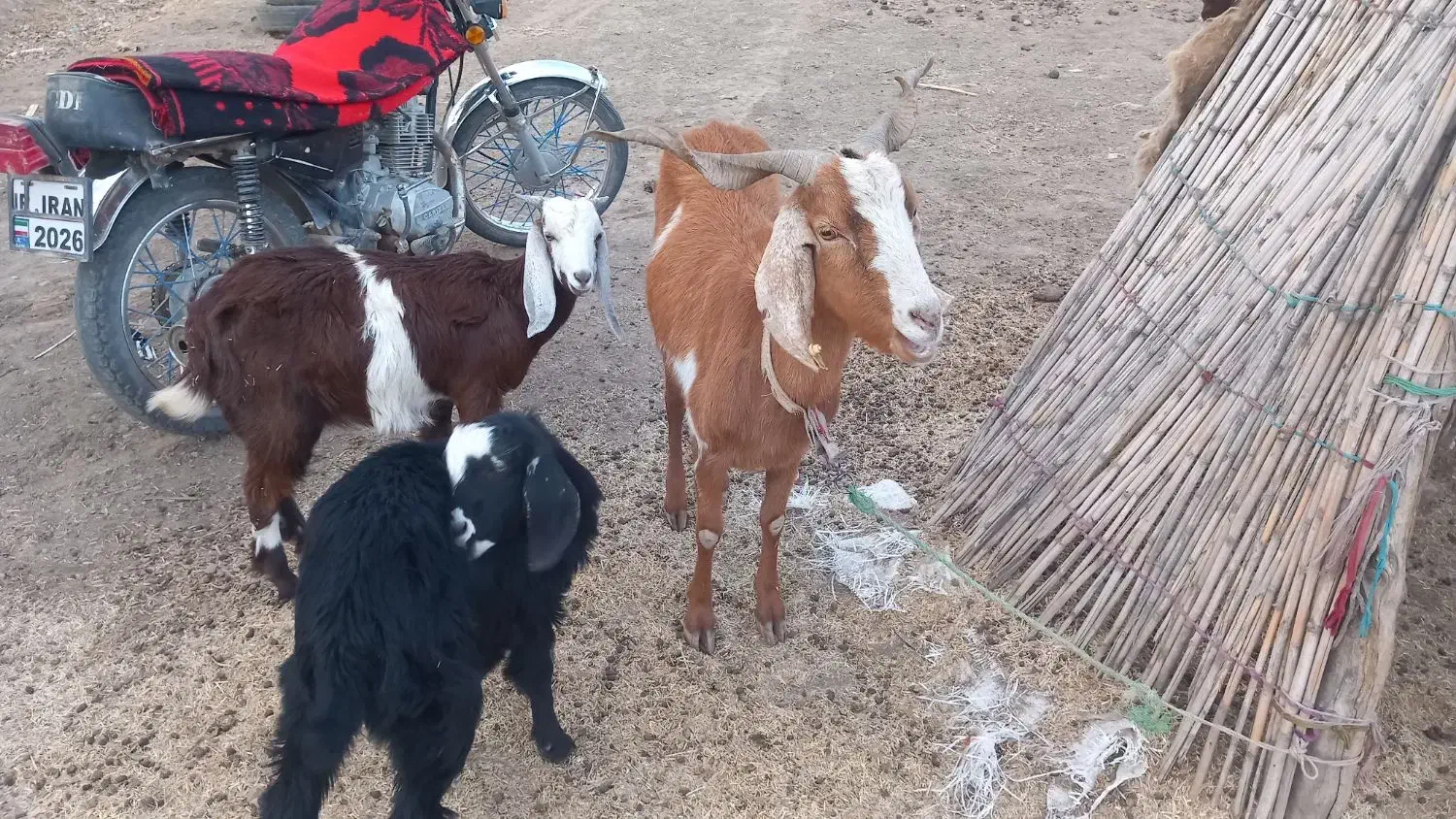 مراوه تپه گوگدره|حیوانات مزرعه|مراوه, |دیوار