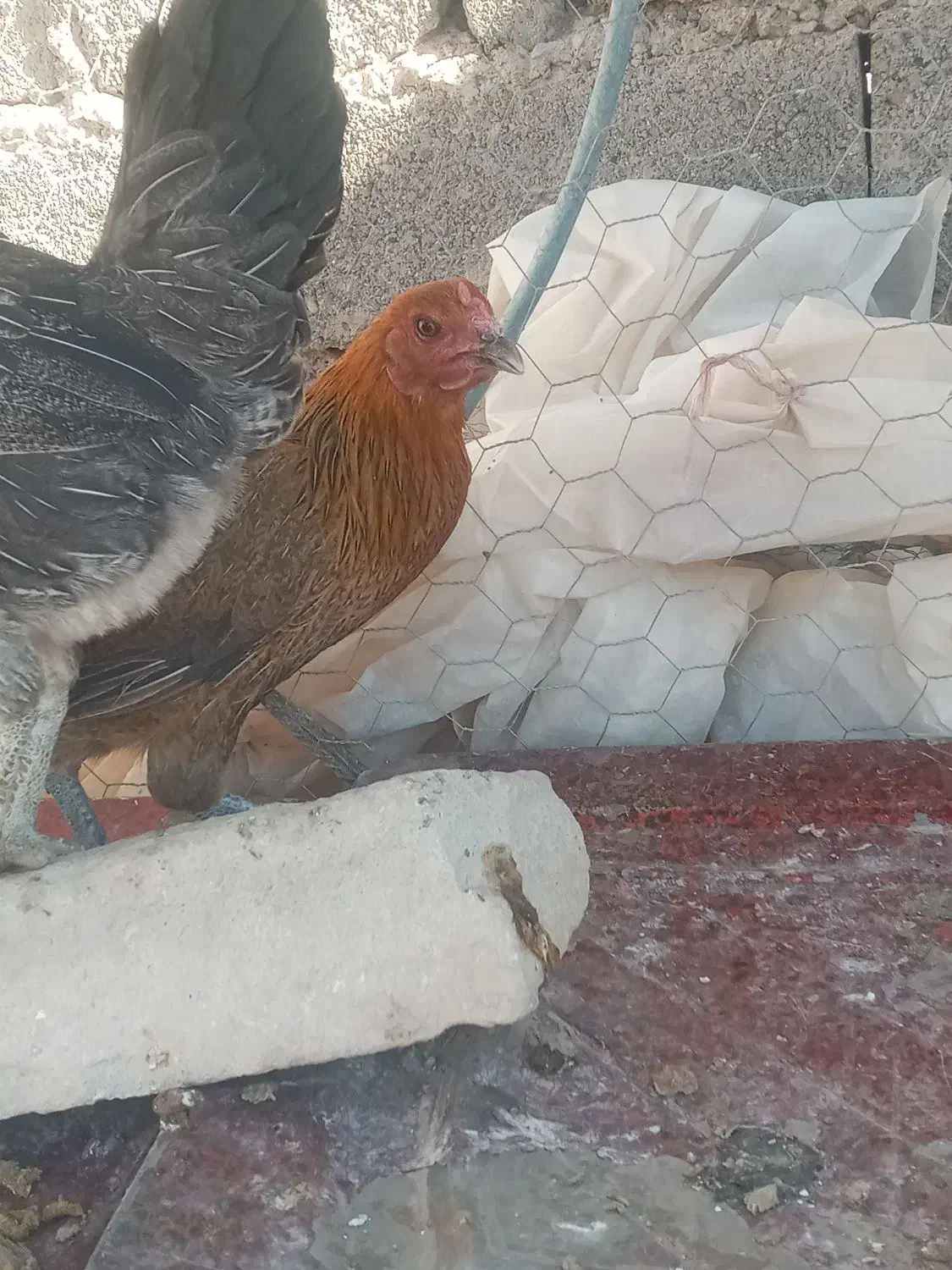 مرغ محلی|حیوانات مزرعه|نهبندان, |دیوار