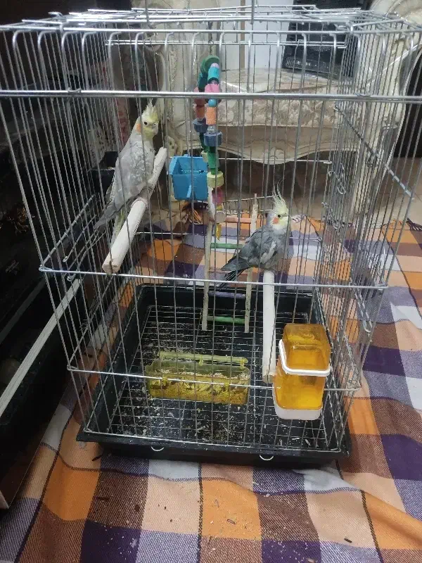 عروس هلندی|پرنده|کهریزک, |دیوار