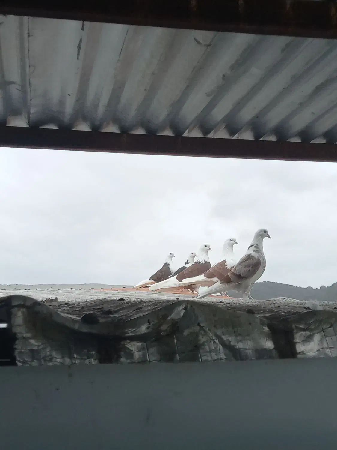 فروش کبوتر پرشی اصیل خالپر|پرنده|مرزیکلا, |دیوار