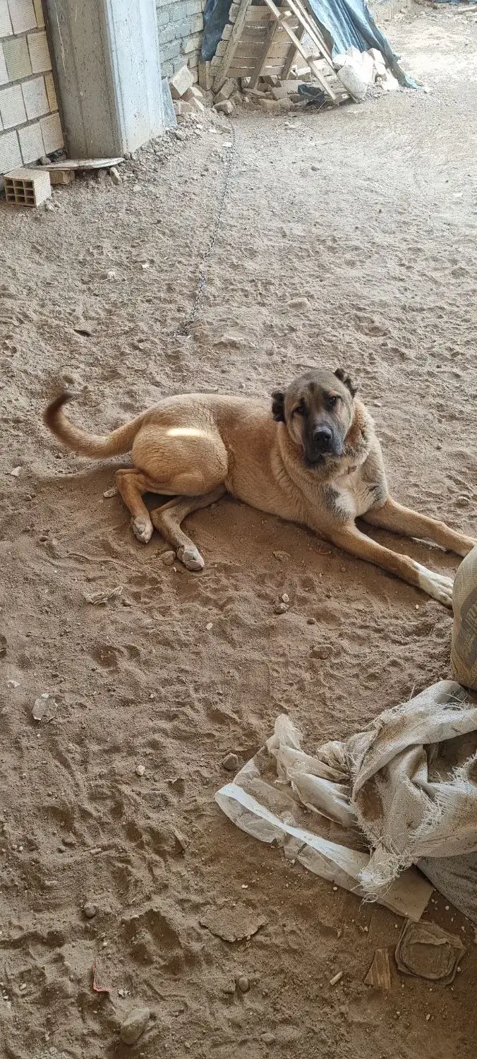 گمشده|حیوانات|قزوین, |دیوار