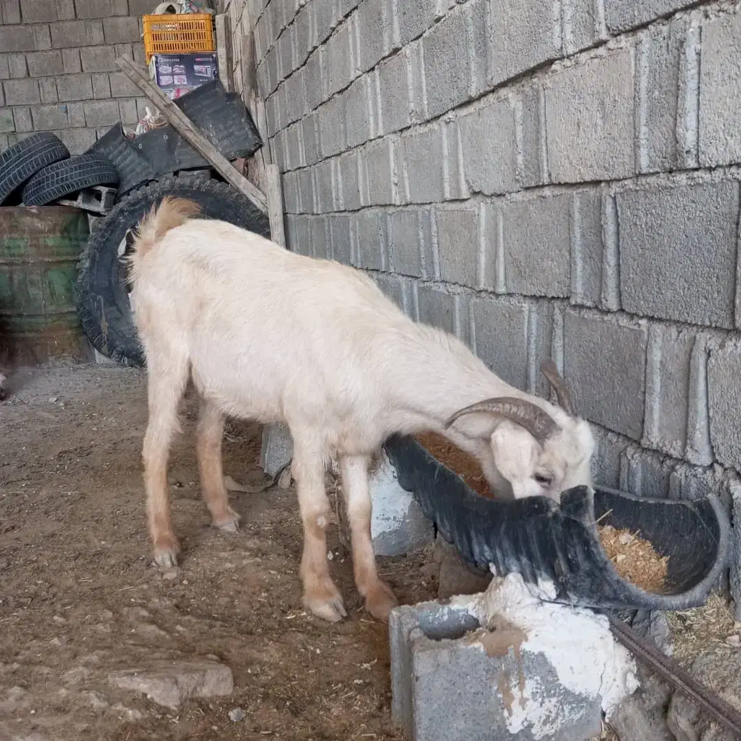 حیوانات خانگی بز|حیوانات مزرعه|برازجان, |دیوار