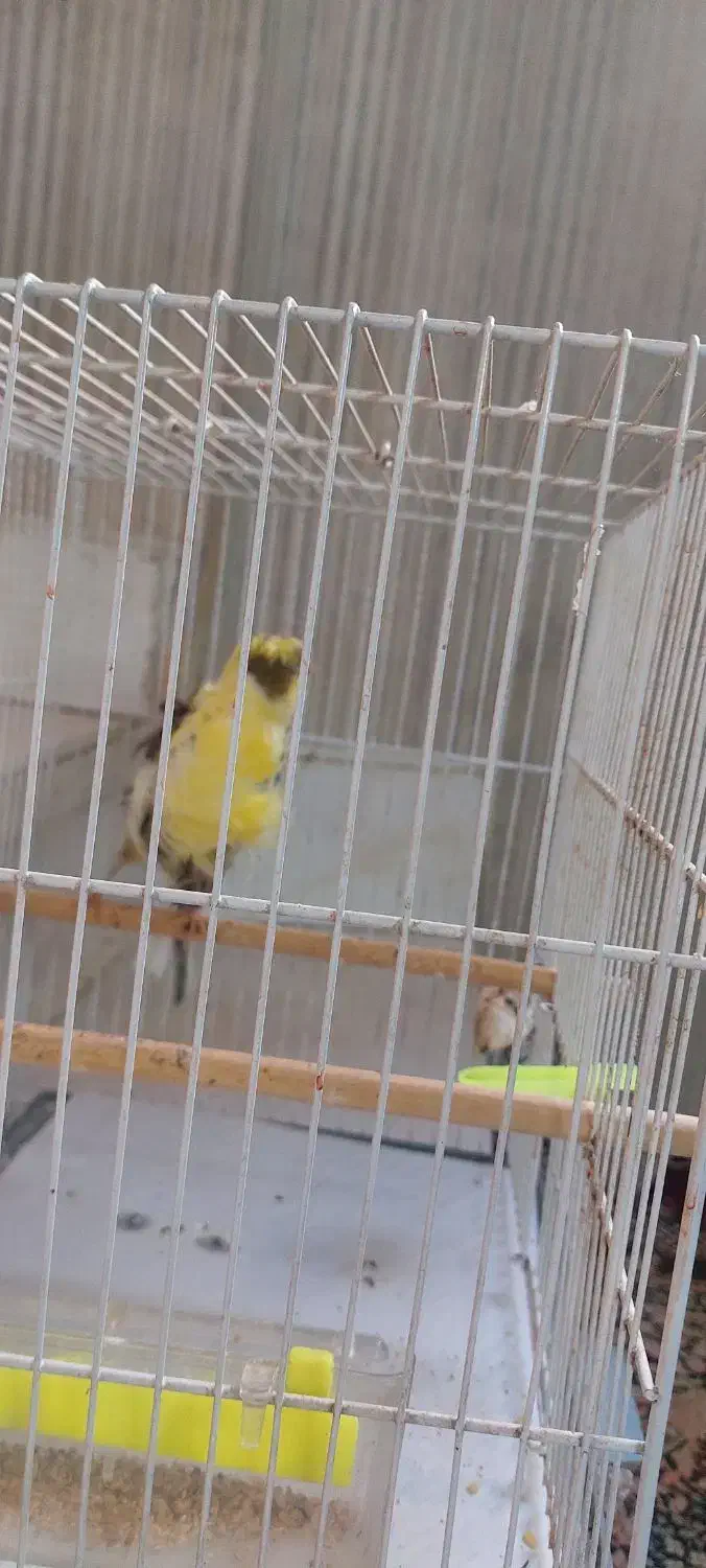 قناری فرآجی فول|پرنده|مشهد, رسالت|دیوار