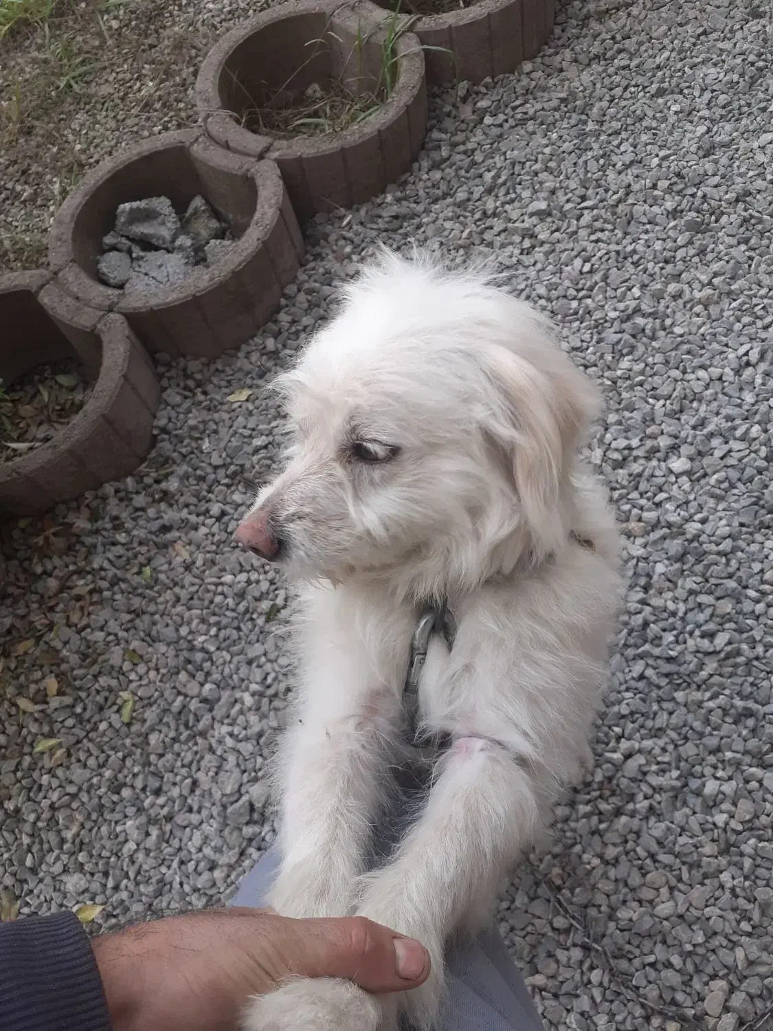 سگ شیتزو تریر|سگ|پره‌سر, |دیوار