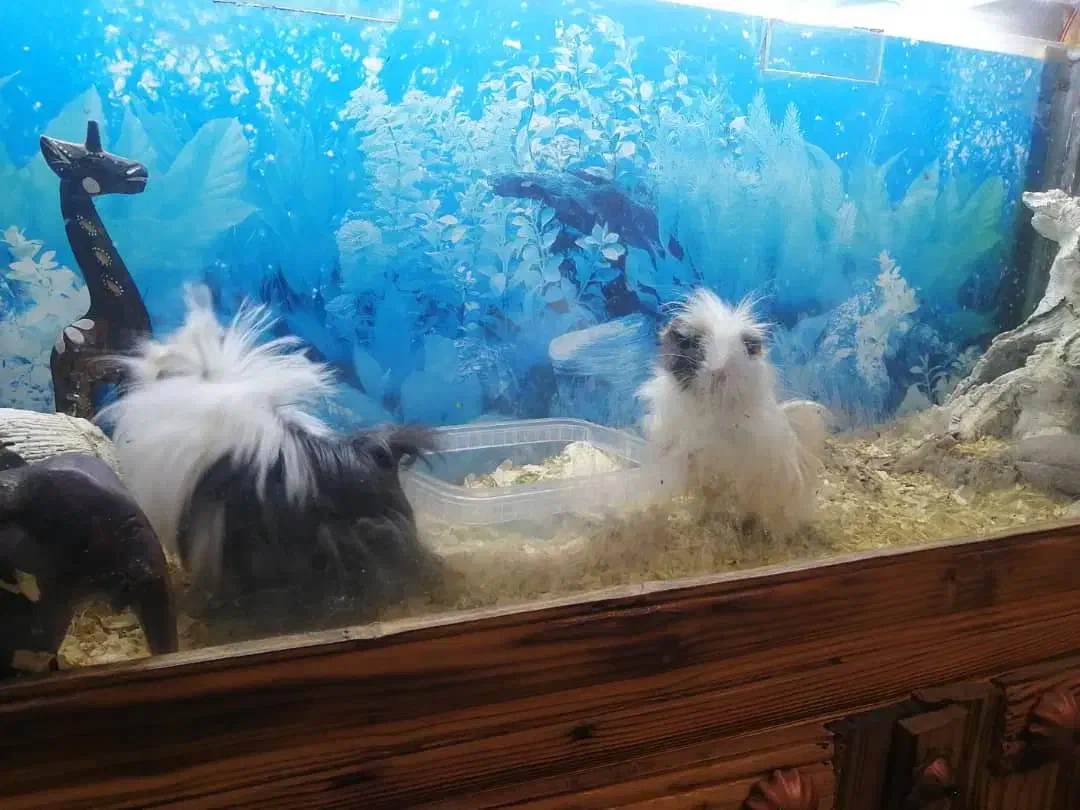 خوکچه هندی|موش و خرگوش|اندیشه, اندیشه فاز ۱|دیوار