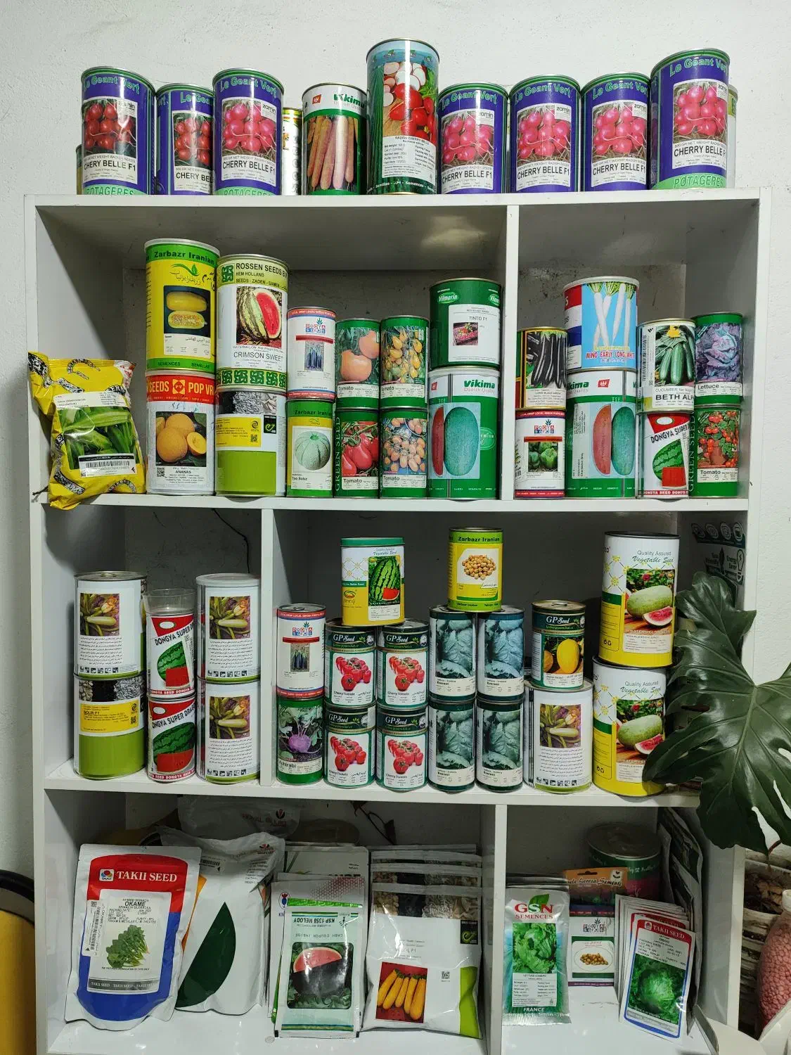 فروش تخصصی انواع بذر سبزیجات و صیفیجات و گل|گل و گیاه طبیعی|بابل, |دیوار