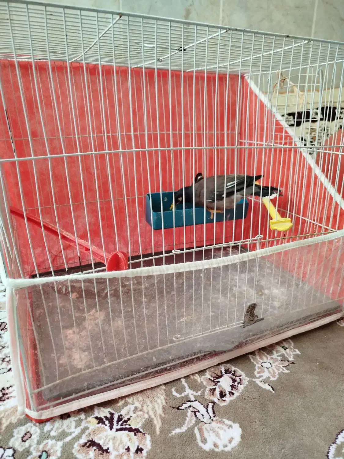 مینا|پرنده|مشهد, بهمن|دیوار