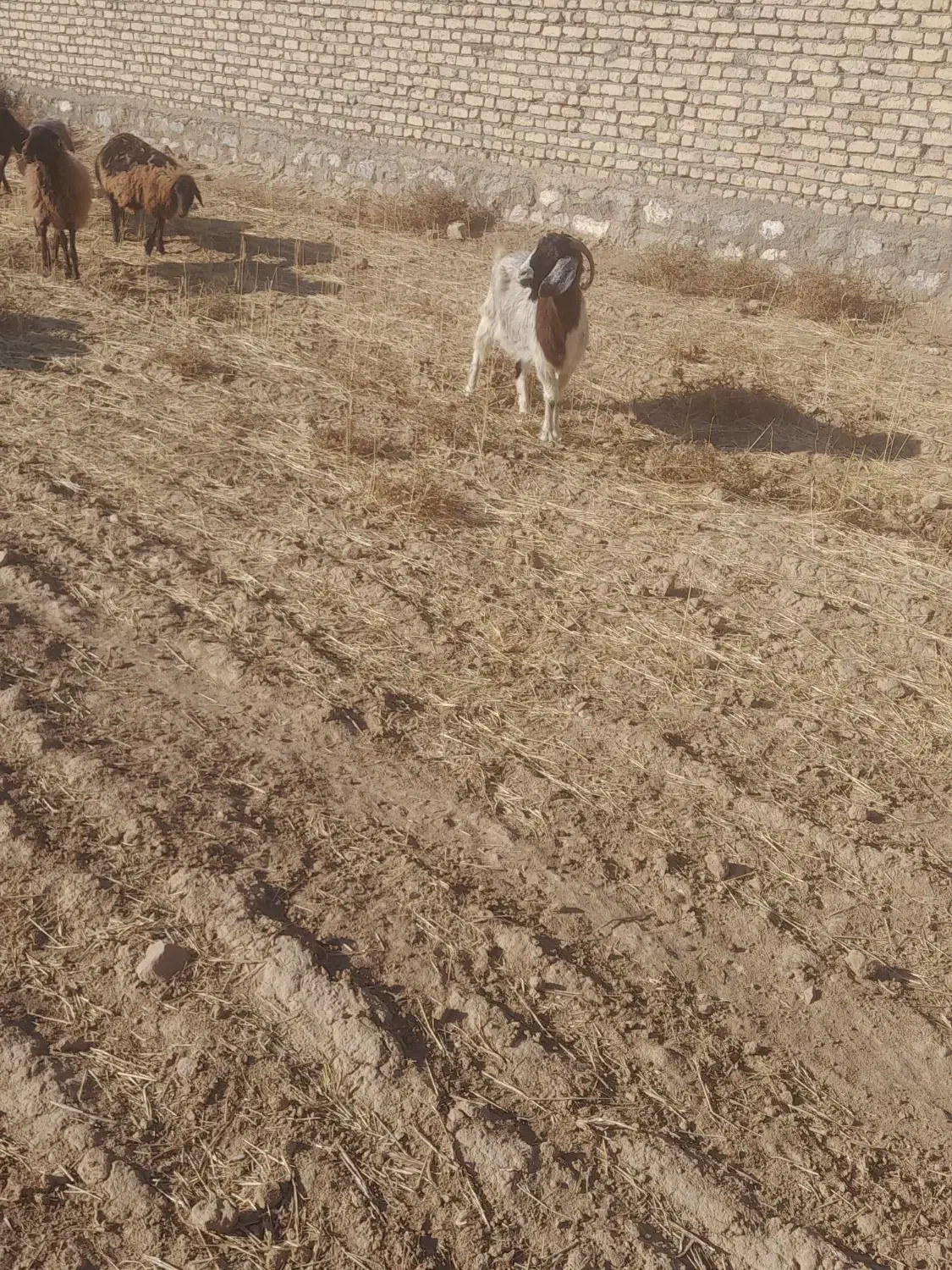 یگ گوسفند وسه بز|حیوانات مزرعه|بجنورد, |دیوار