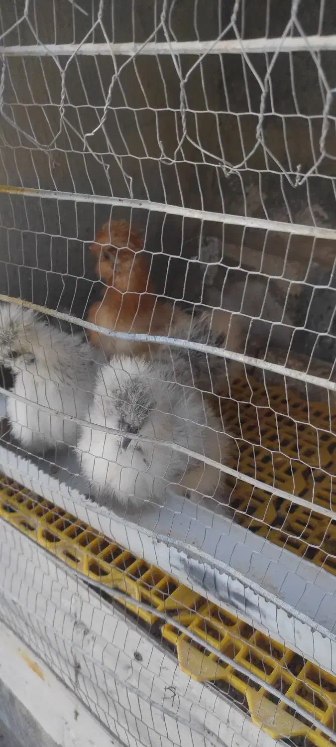 جوجه ابریشمی|حیوانات مزرعه|مشهد, ویلاشهر|دیوار