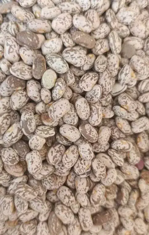 لوبیا چیتی ارتشی|خوردنی و آشامیدنی|اهواز, بهارستان|دیوار