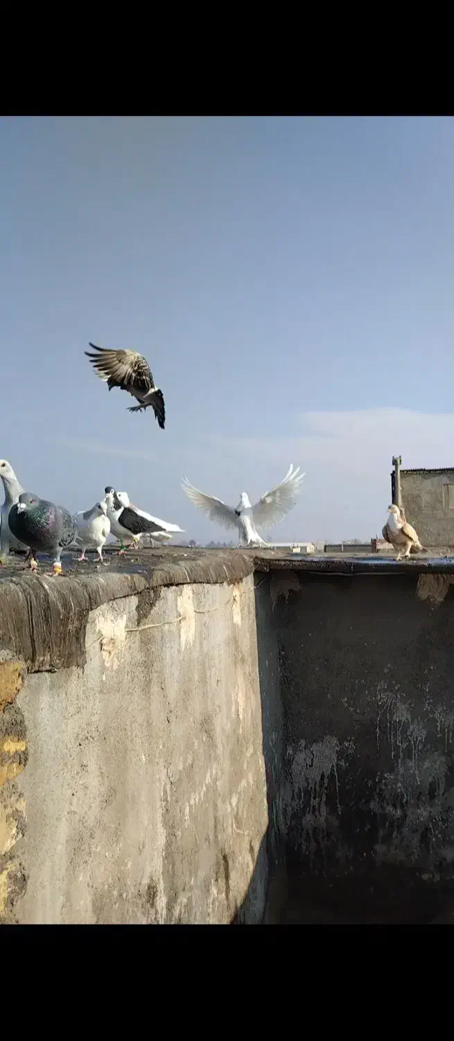 کفتر|پرنده|مشهد, چهاربرج|دیوار