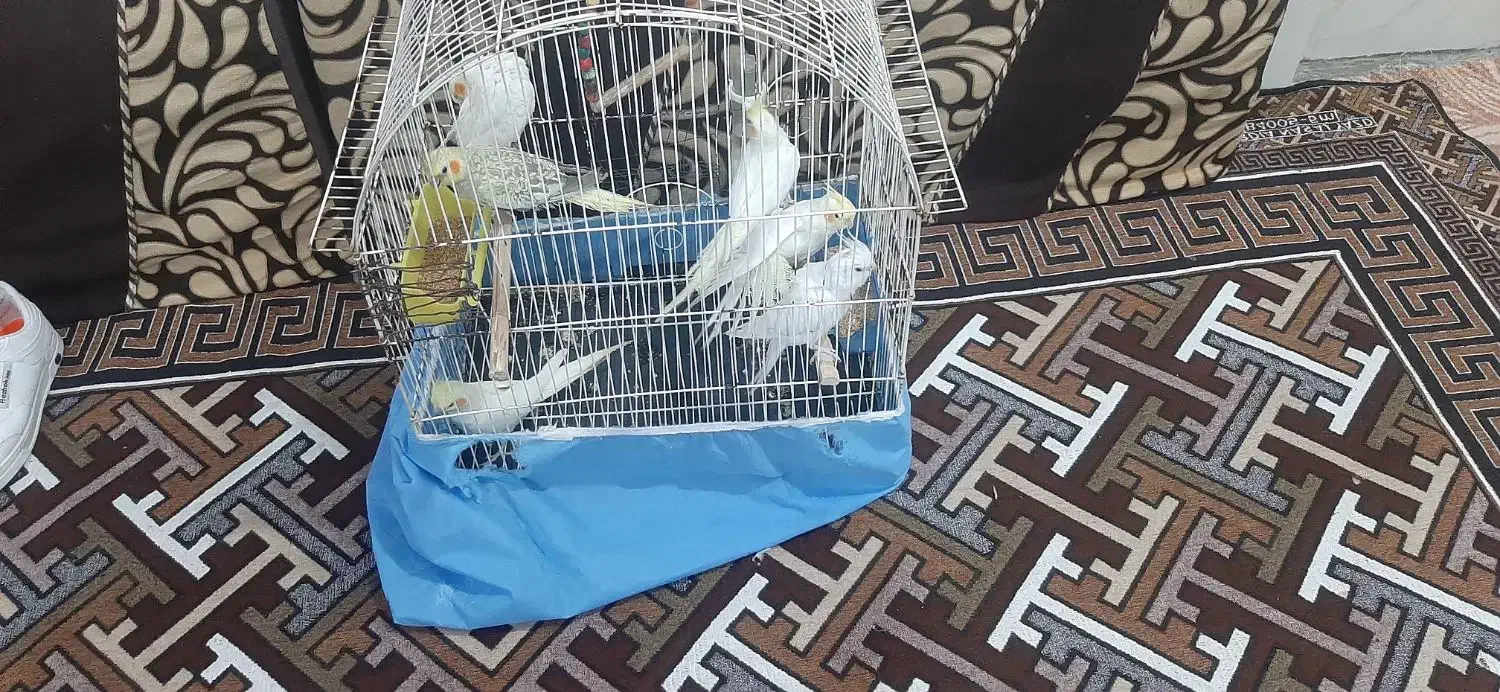 عروس هلندی نر و ماده|پرنده|چمران, |دیوار