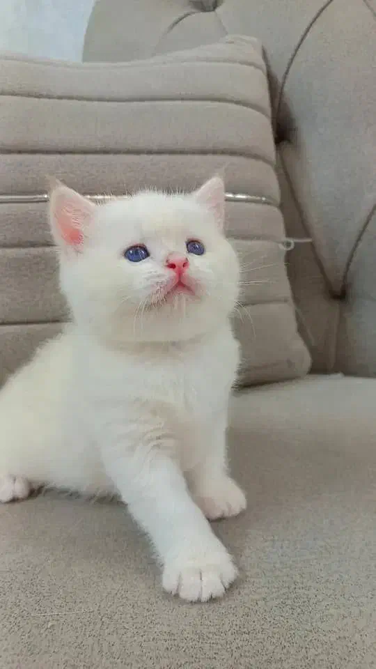 فروش گربه های وارداتی|گربه|رشت, لاکان|دیوار