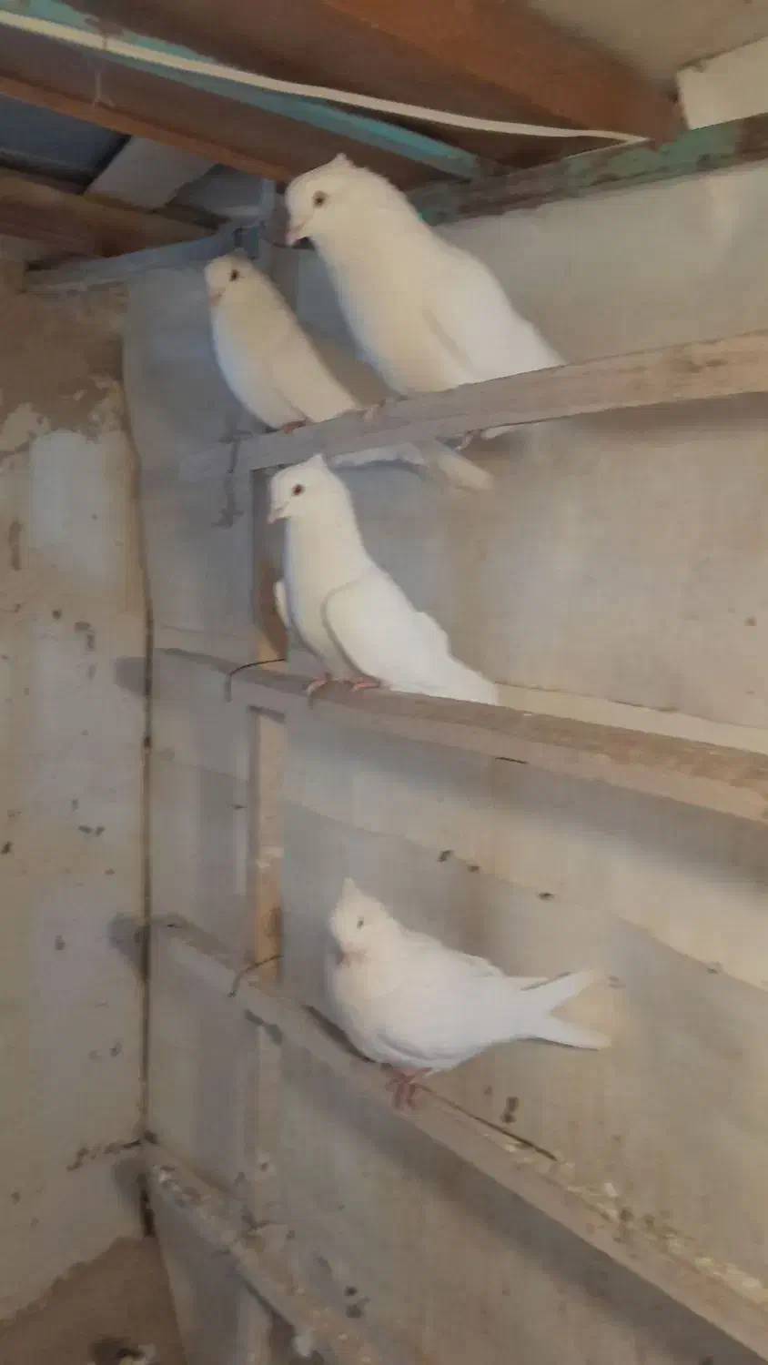 کبوتر سفید|پرنده|معصومیه, |دیوار